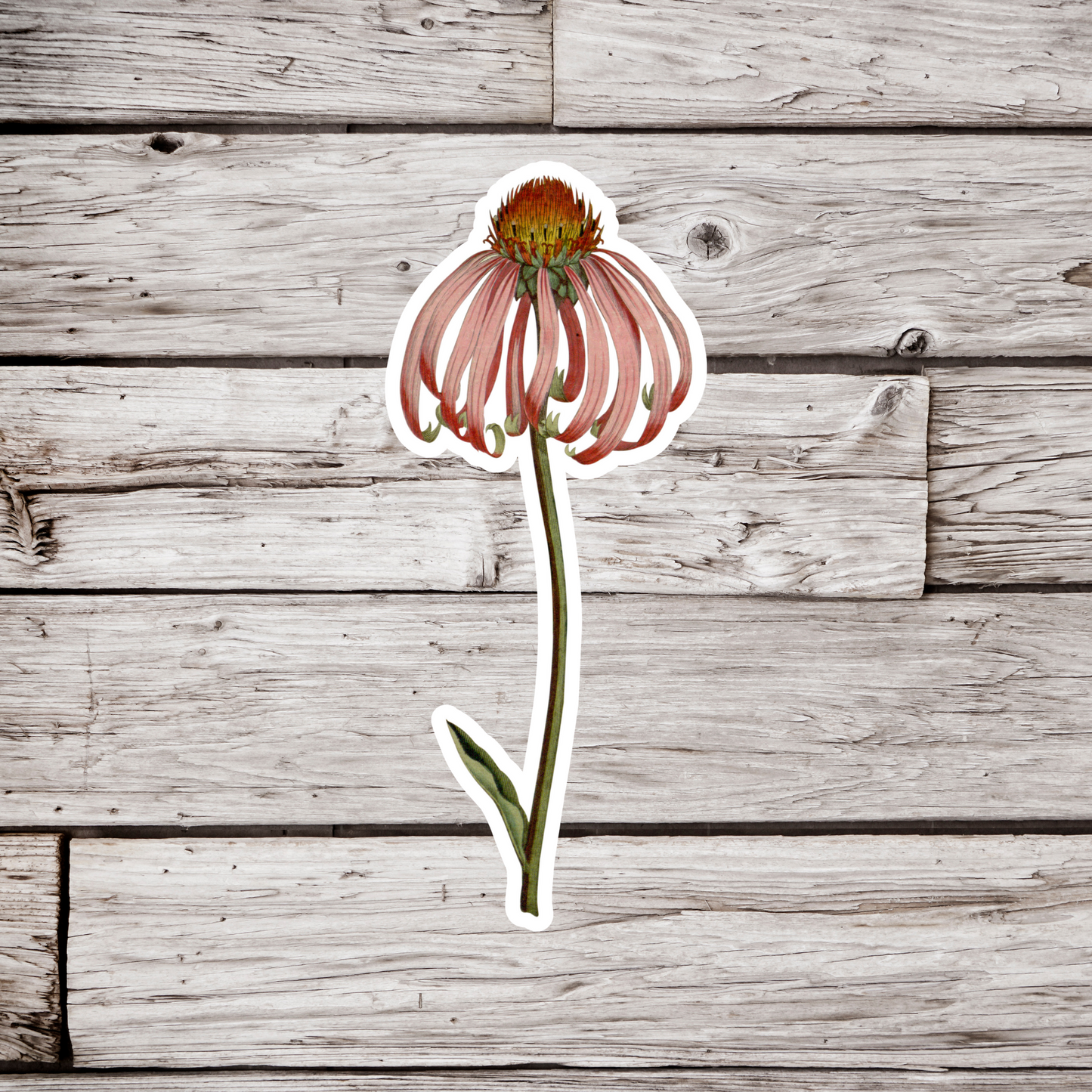 Coneflower Sticker