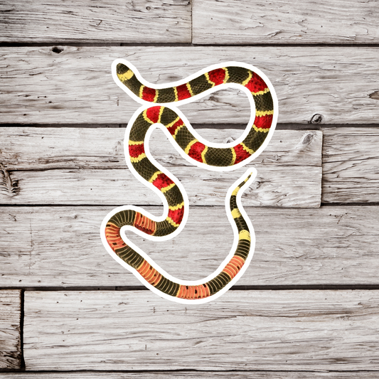 Coral Snake Sticker