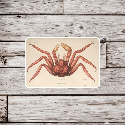 Crab Sticker