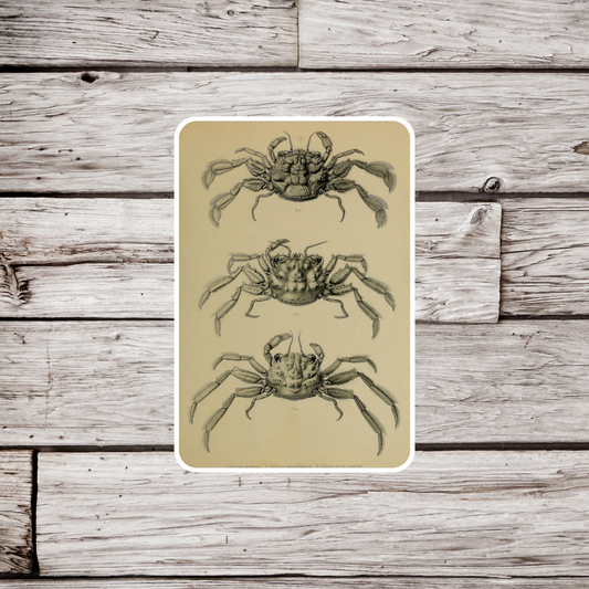 Crab Sticker