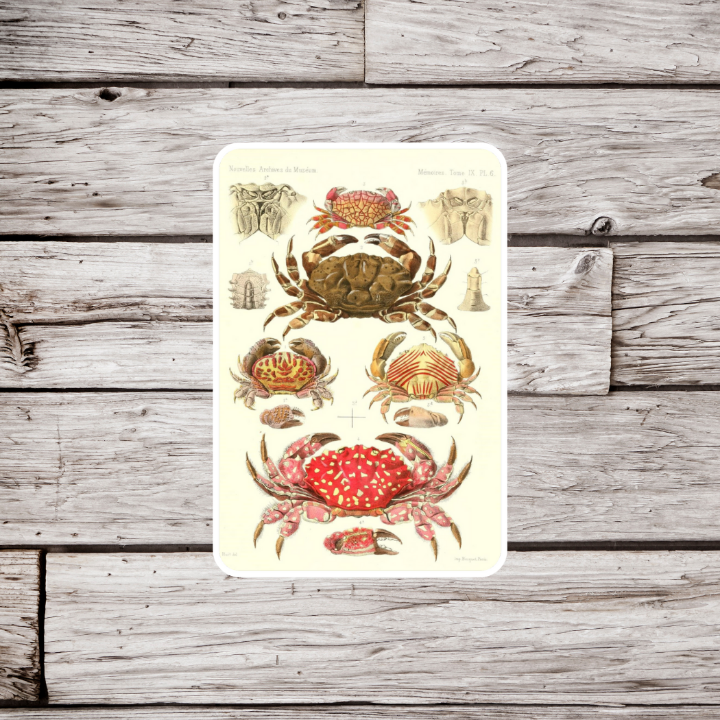 Crab Sticker