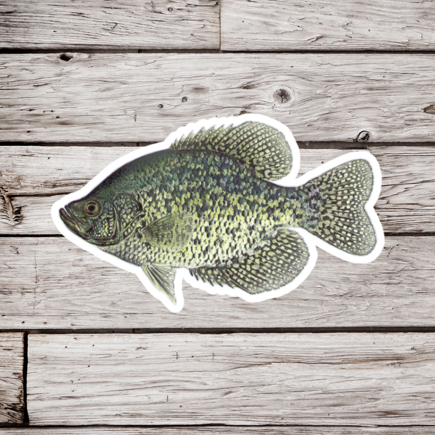 Crappie Sticker