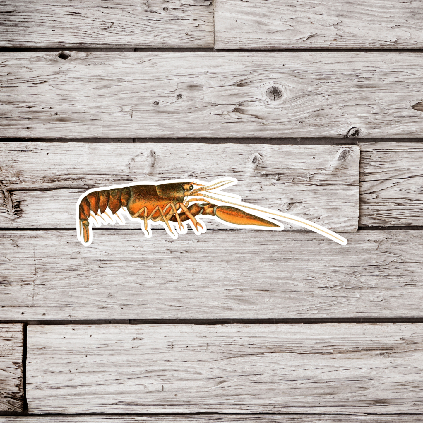 Crayfish Sticker