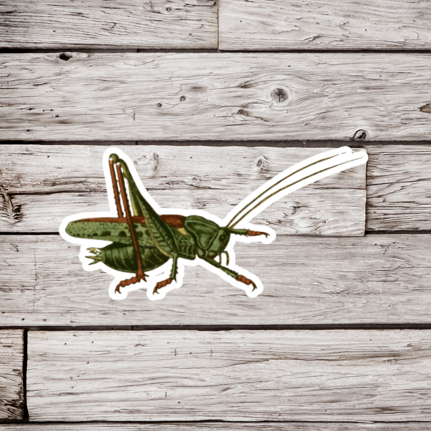 Cricket Sticker