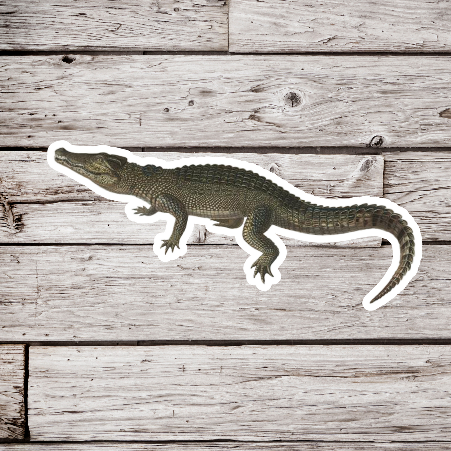 Crocodile Sticker