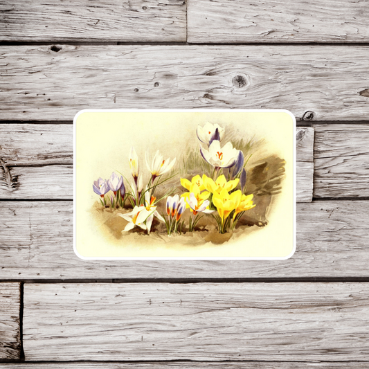 Crocus Flower Sticker