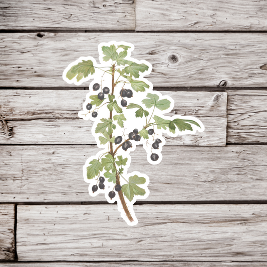 Currants Sticker