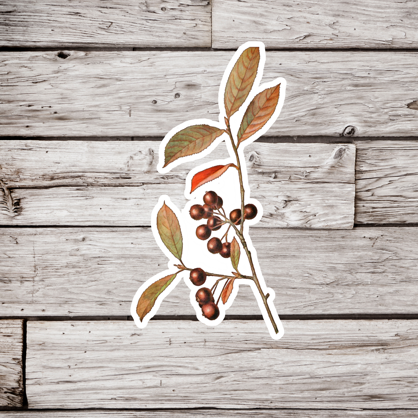 Currants Sticker