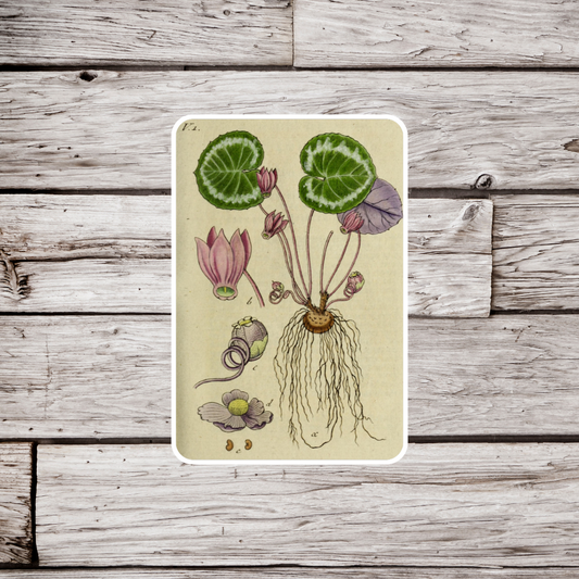 Cyclamen Purpurascens Flower Sticker