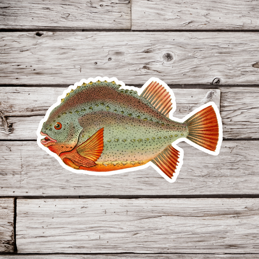 Lump Fish Sticker, Cyclopterus Lumpus