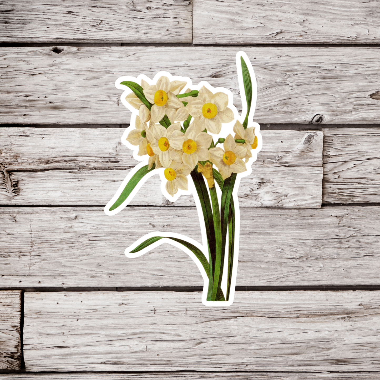 Daffodil Sticker