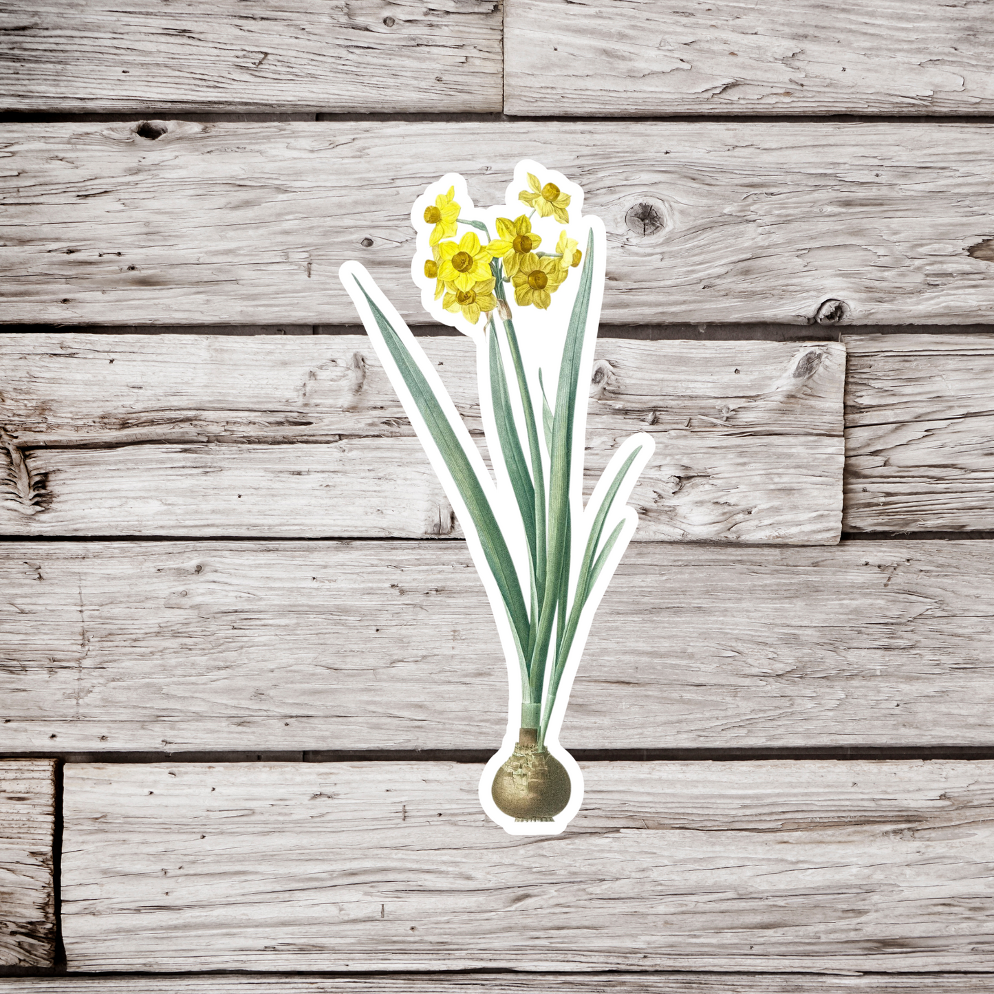 Daffodil Sticker