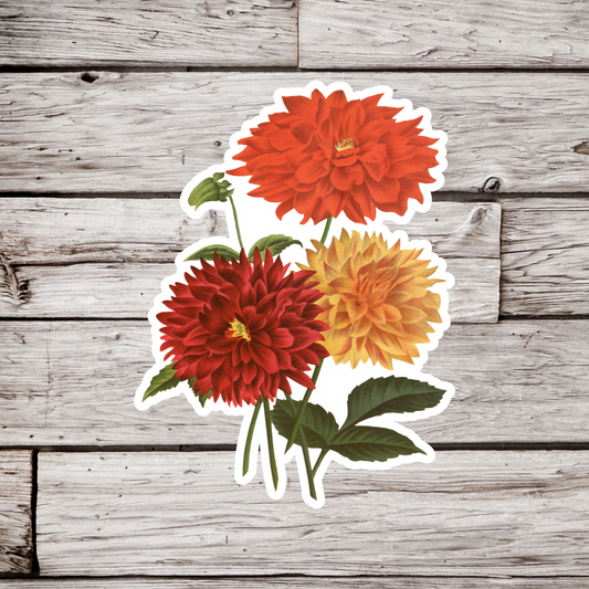 Dahlias Sticker