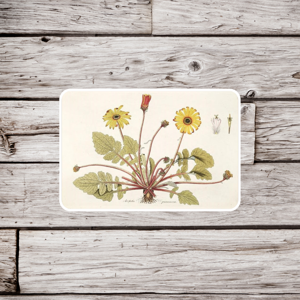 Dandelion Flower Sticker