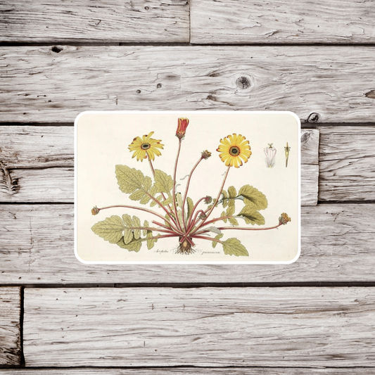 Dandelion Flower Sticker