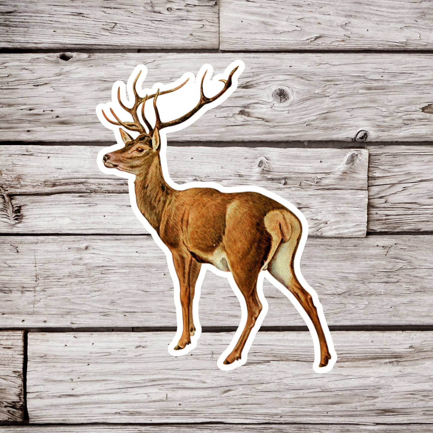 Deer Sticker