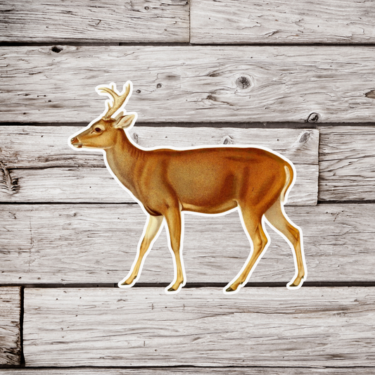 Deer Sticker