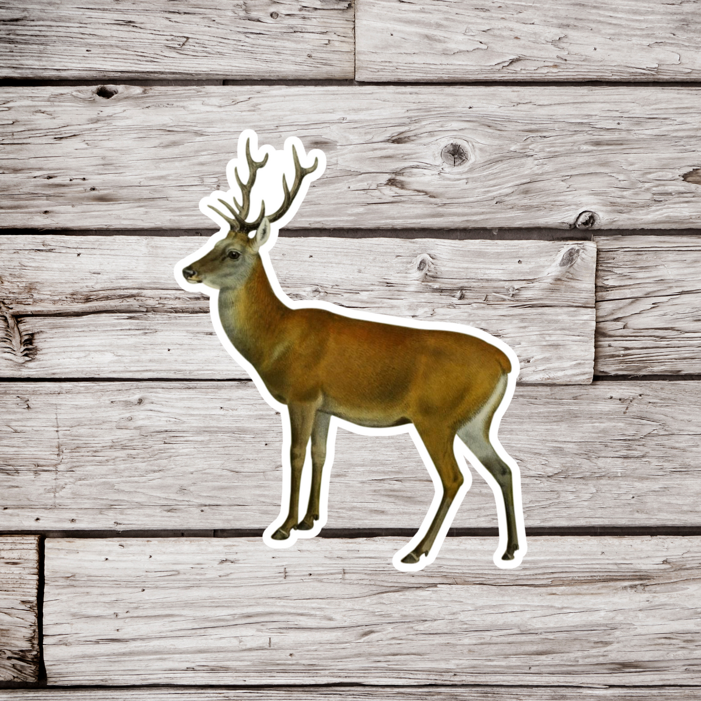 Deer Sticker