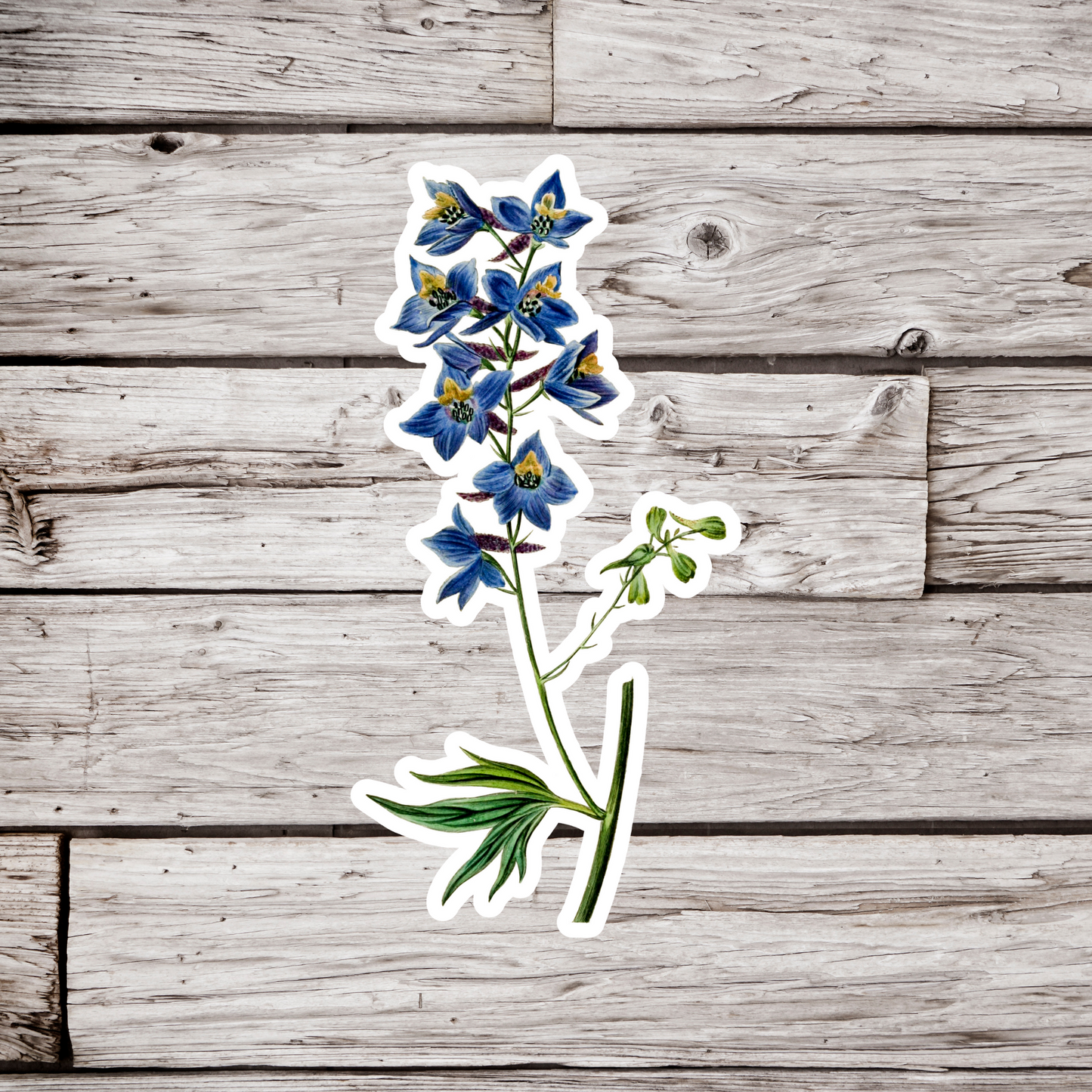 Delphinium Sticker