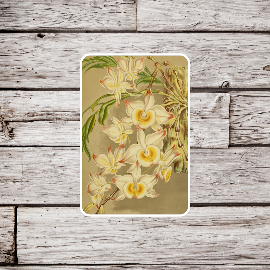 Dendrobium Thyrsiflorum Orchid Sticker