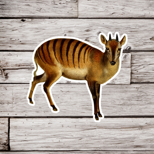 Duiker Sticker