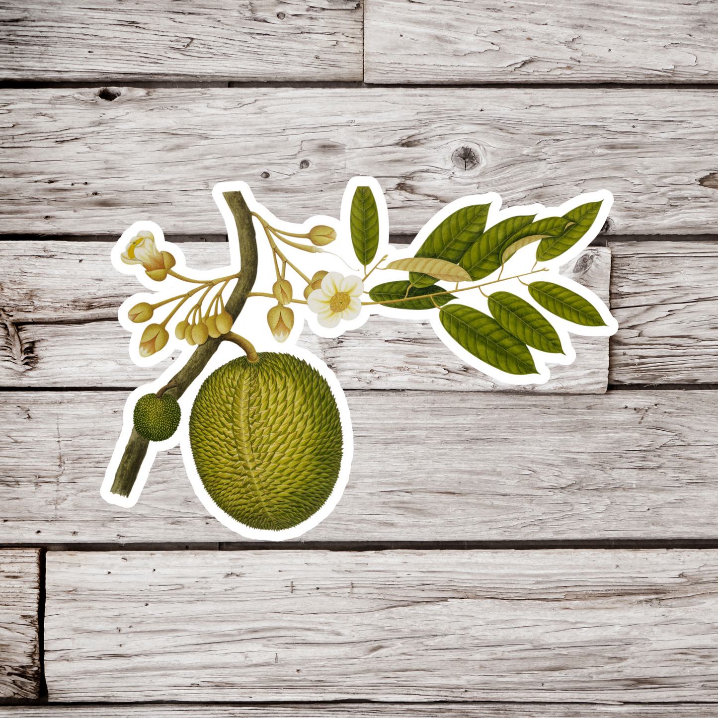 Durian Sticker