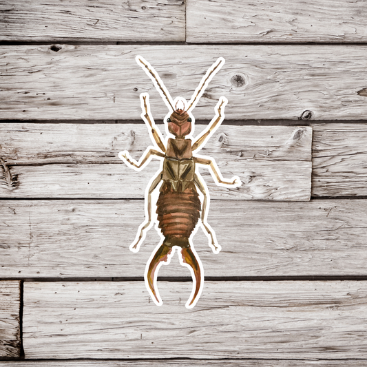 Earwig Sticker