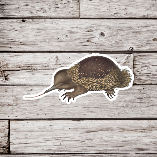 Echidna Sticker