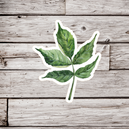 Elder Leaf Sticker