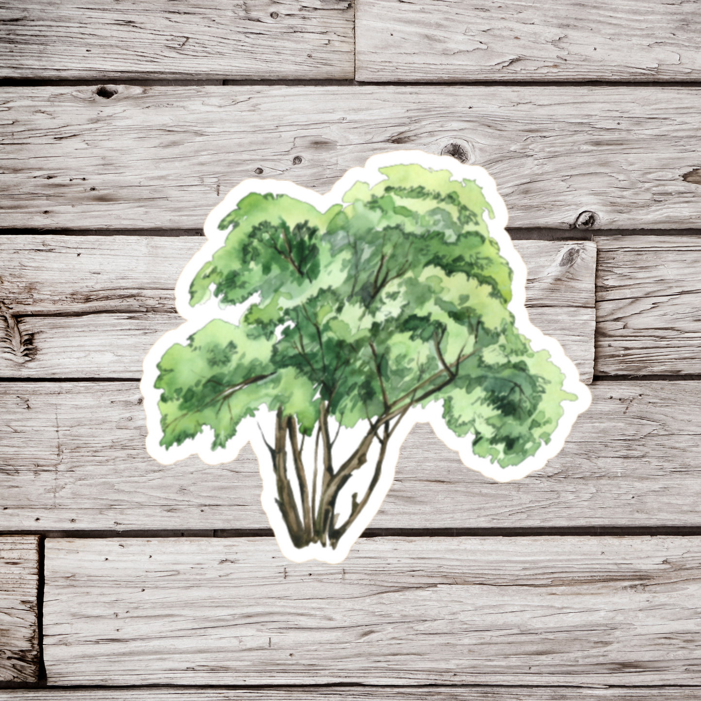 Elder Tree Sticker