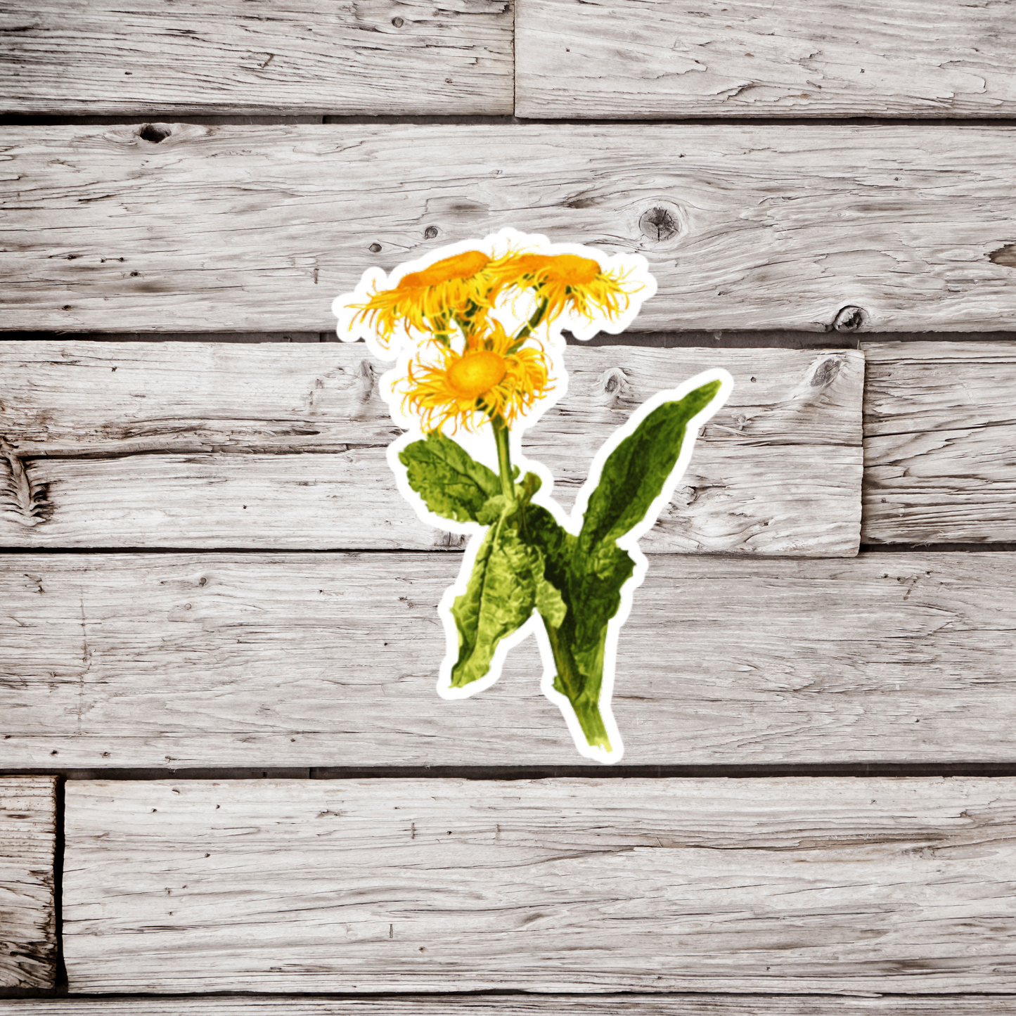 Elecampane Horse Heal Elfdock Vintage Flower Sticker