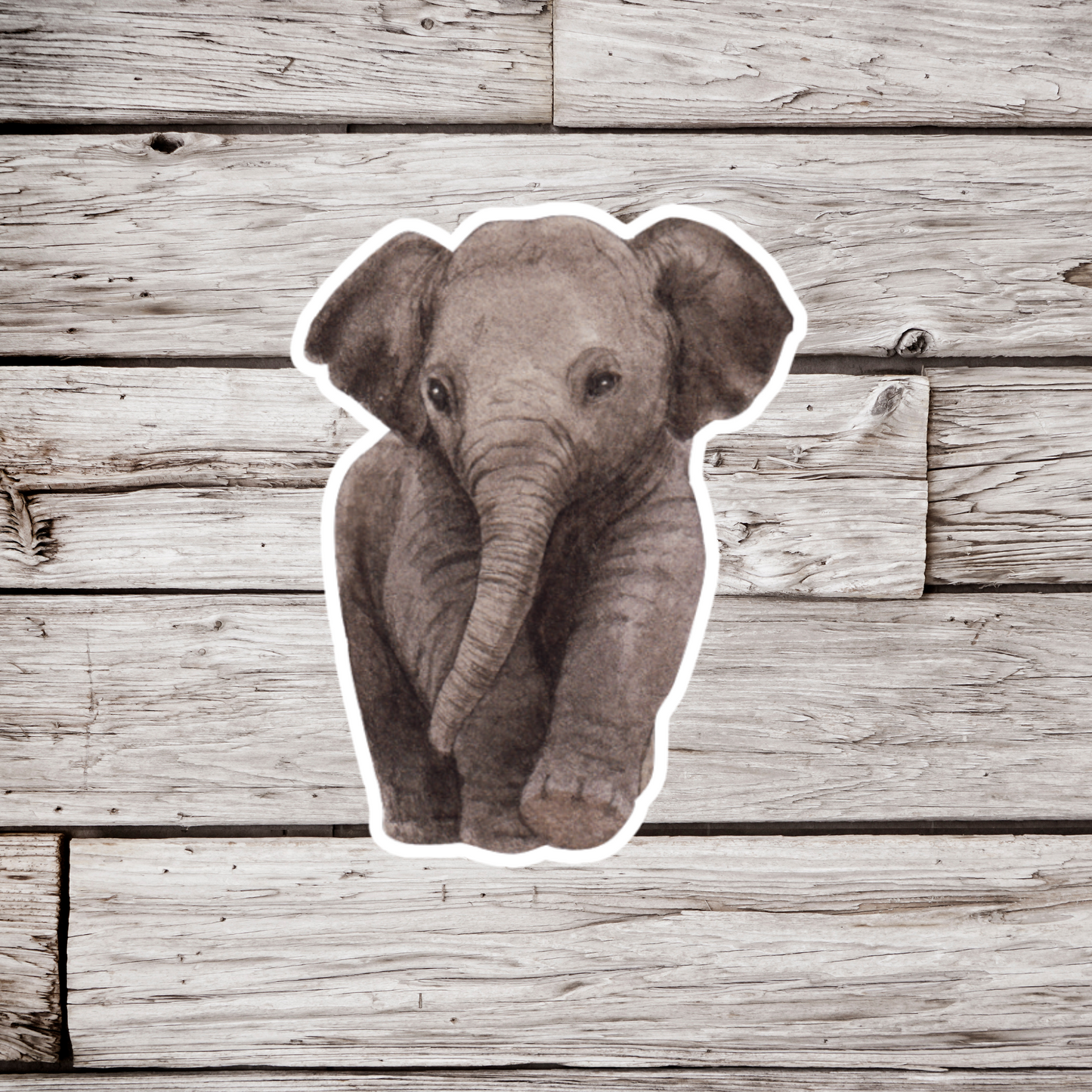 Elephant Calf Sticker