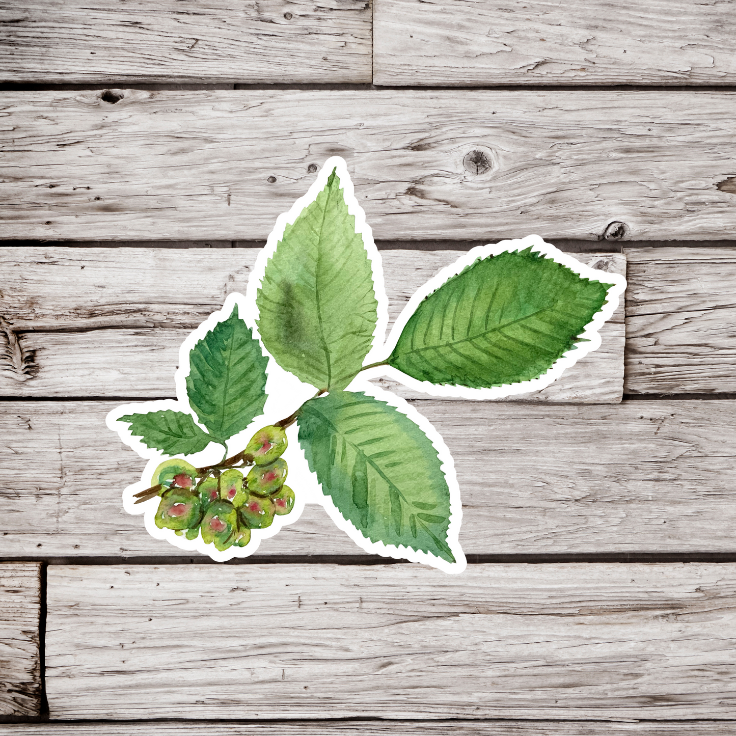 English Elm Sticker