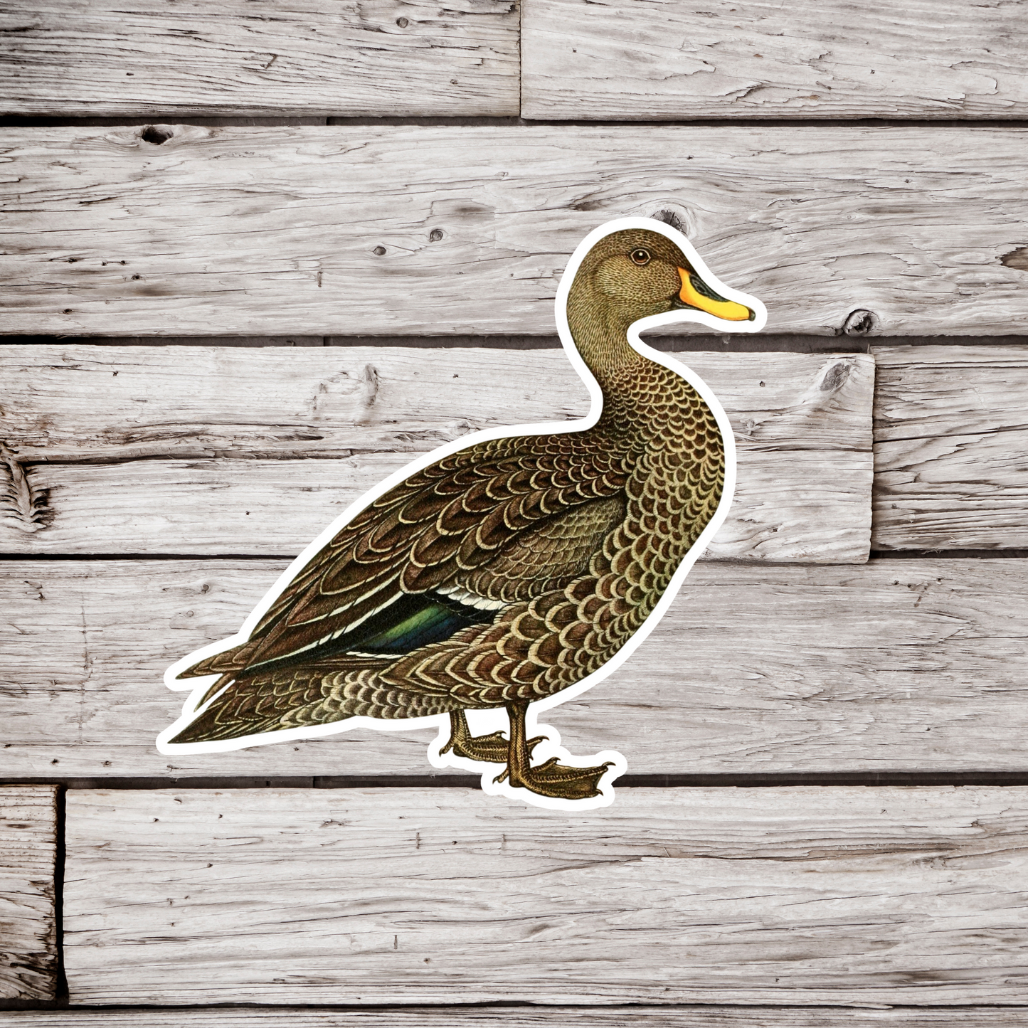 Female Mallard Sticker