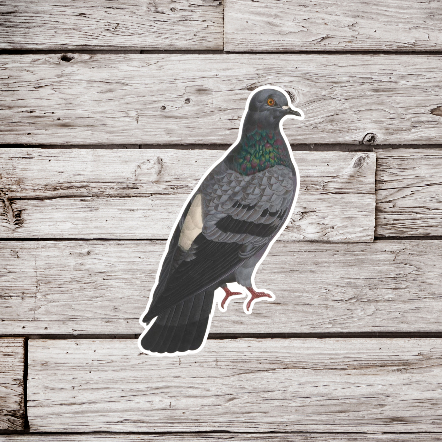 Feral Pigeon Sticker