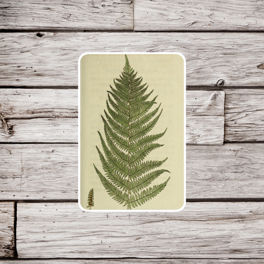 Fern Sticker