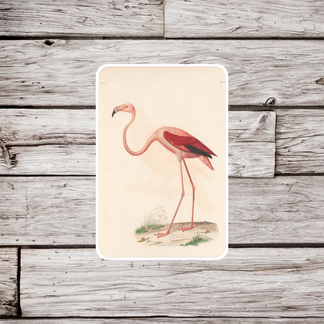 Flamingo Sticker