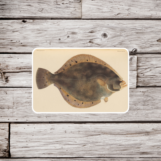 Flounder Sticker