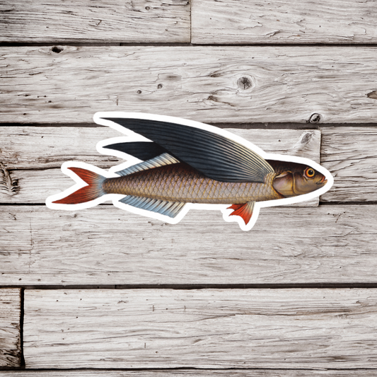 Flying Fish Sticker