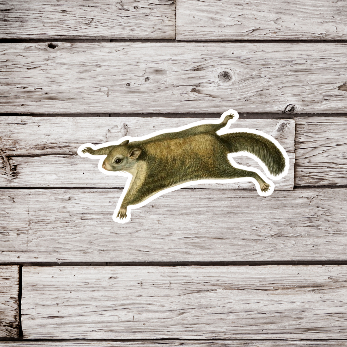 Flying Squirrel Sticker