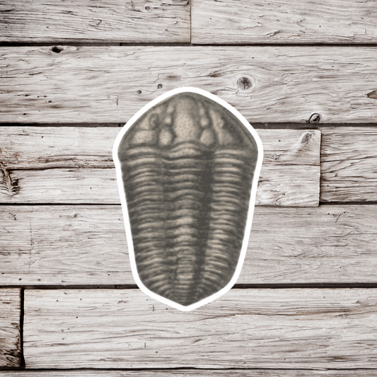 Trilobite Fossil Sticker