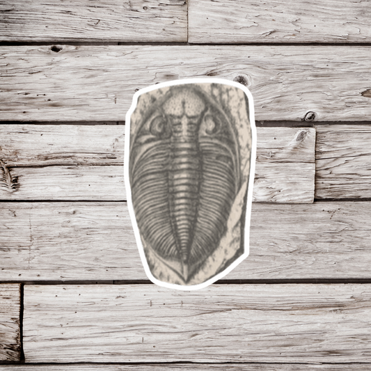 Trilobite Fossil Sticker