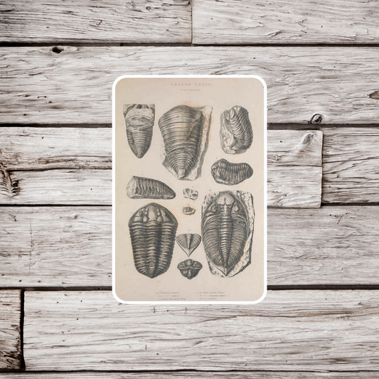 Trilobite Sticker