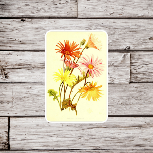 Gerbera Daisies Sticker