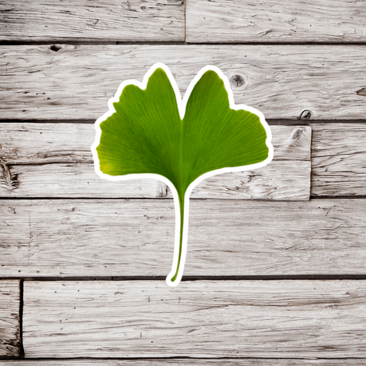 Ginkgo Leaf Sticker