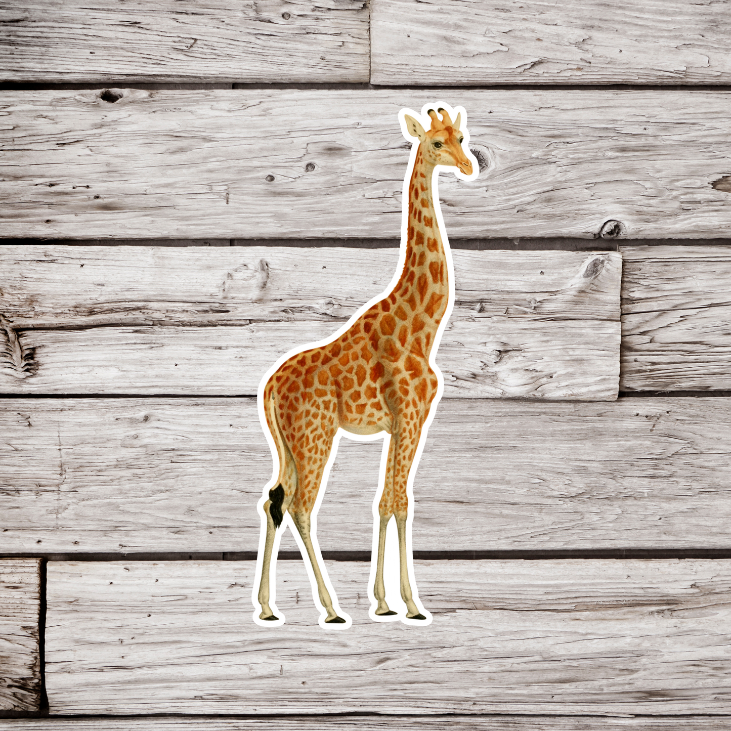 Giraffe Sticker