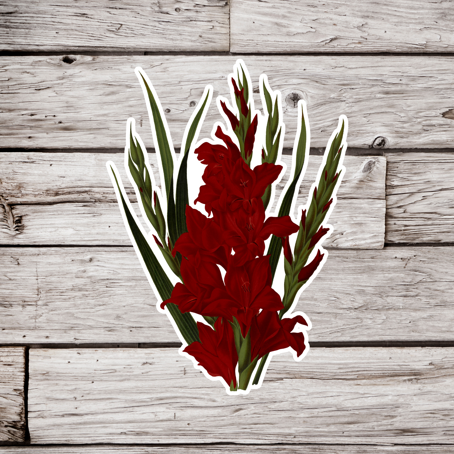 Gladiolus Sticker