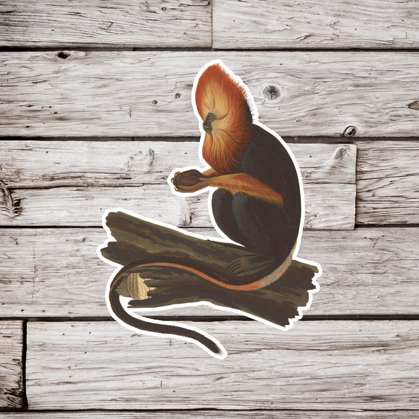 Golden Headed Lion Tamarin Sticker