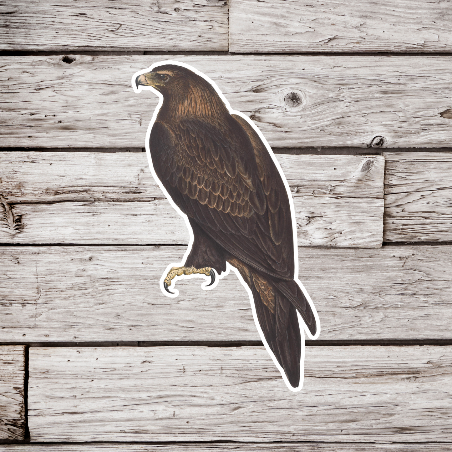 Golden Eagle Sticker