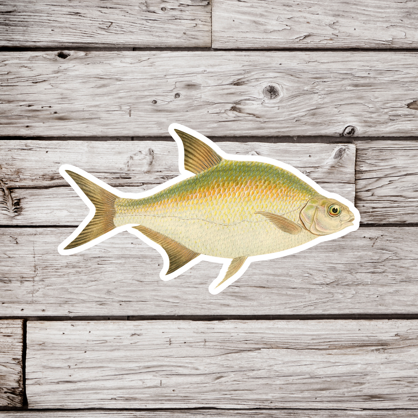 Golden Shiner Sticker